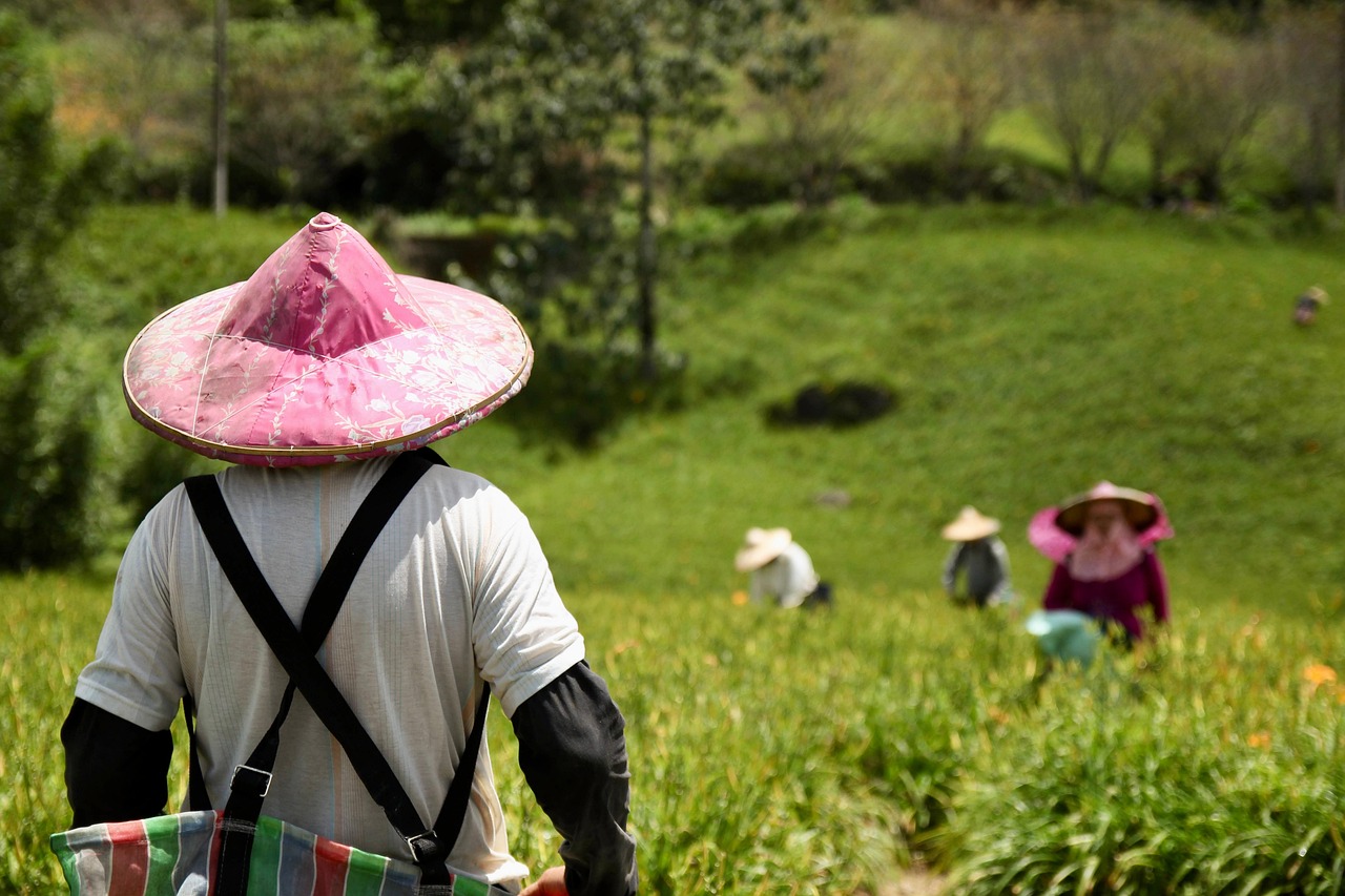 Product Vegetable and Agriculture farmer, agriculture, fields, work, taiwan, farmer, farmer, farmer, farmer, farmer