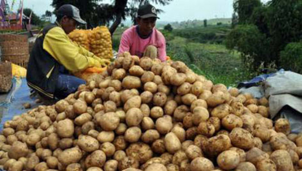 program ini dinilai dapat dorong produktivitas petani kentang di malang 1iq2pmij2z